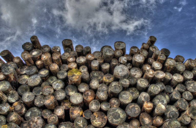 Holzdiebe im Derchinger Forst